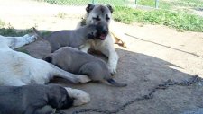 Sivas Kangal Köpek Çiftliği Yavruları