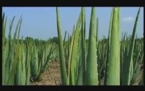 Aloe Vera Üretim Aşaması