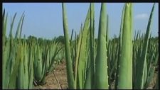 Aloe Vera Üretim Aşaması