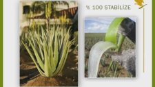 Aloe Vera Üretim Aşaması