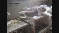En İyi Paçalı Güvercinler