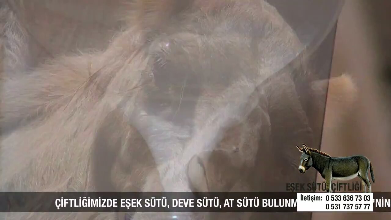 Pankreas Kanserine Ne iyi Gelir Bitkisel Çözüm Pankreas Kanserine Ne iyi Gelir Bitkisel Çözüm