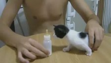 3 Haftalık Kedi Yavrusu Sütü Görünce…