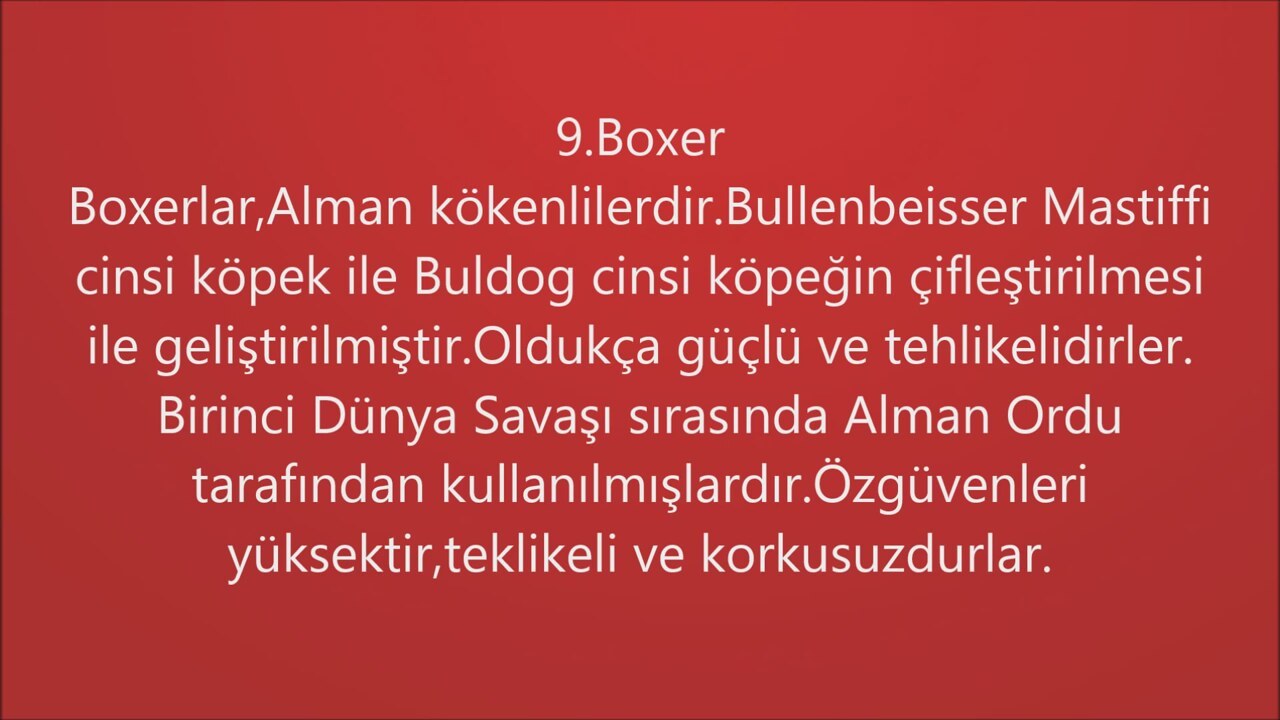 Labradorun sadık bir arkadaşı: cinsin tanımı Labradorun sadık bir arkadaşı: cinsin tanımı