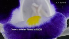 İzleyenleri büyülüyor - Beatiful Chemistry