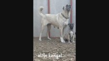 Altın Kangal Çiftliği