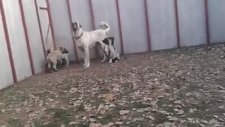 Yavru Kangallar, Geleceğin Aslanları