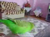 çikonun çılgın dansı