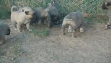 Sivas Altın Kangal Balaları