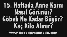 Hamilelikte 15. Hafta - Anne Karnında Bebek Gelişimi