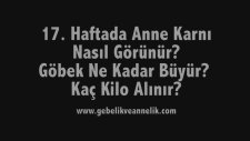 Hamilelikte 17. Hafta - Anne Karnında Bebek Gelişimi