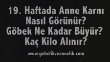 Hamilelikte 19. Hafta - Anne Karnında Bebek Gelişimi