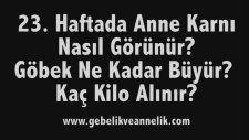 Hamilelikte 23. Hafta - Anne Karnında Bebek Gelişimi