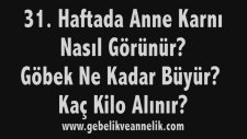Hamilelikte 31. Hafta - Anne Karnında Bebek Gelişimi