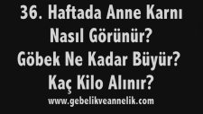 Hamilelikte 36. Hafta - Anne Karnında Bebek Gelişimi