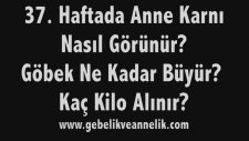 Hamilelikte 37. Hafta - Anne Karnında Bebek Gelişimi
