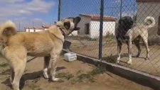 Altın Kangal Köpek Çiftliği Damızlıklarından Bazıları.