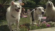 Beverly Hills Chihuahua 3: Viva La Fiesta (2012) Fragman