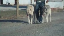 Gerçek Safkan Kangal Köpekleri