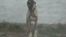 Kurt Avcıları Yeni Nesil Kangal Köpekleri