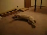 Rüya Gören Köpek - Çok Komik (Garantili)