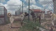 Altın Kangal Çiftliği