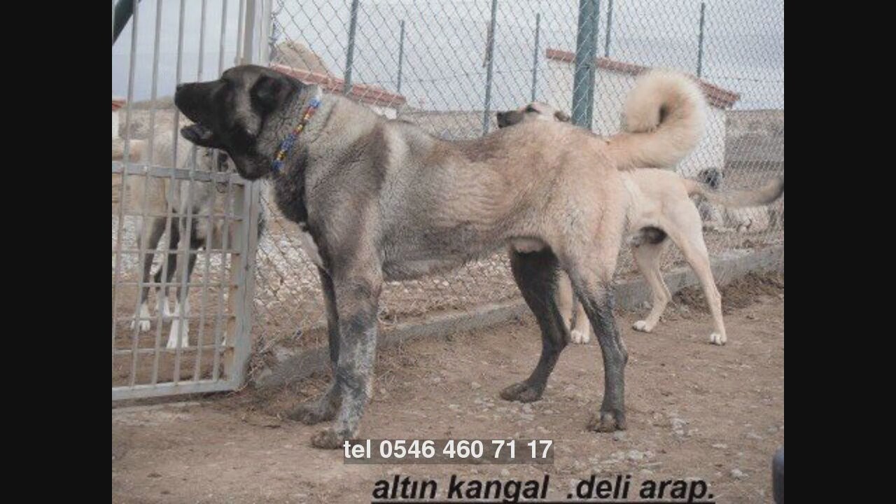 Bir köpek bir köpek tarafından ısırılırsa, ne yapmalıyım İlaçların kullanımı ve tedavi özellikleri Bir köpek bir köpek tarafından ısırılırsa, ne yapmalıyım İlaçların kullanımı ve tedavi özellikleri