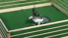 Dünyanın En İyi Takla Atan Güvercini (Best Tumbling Pigeons İn The World)
