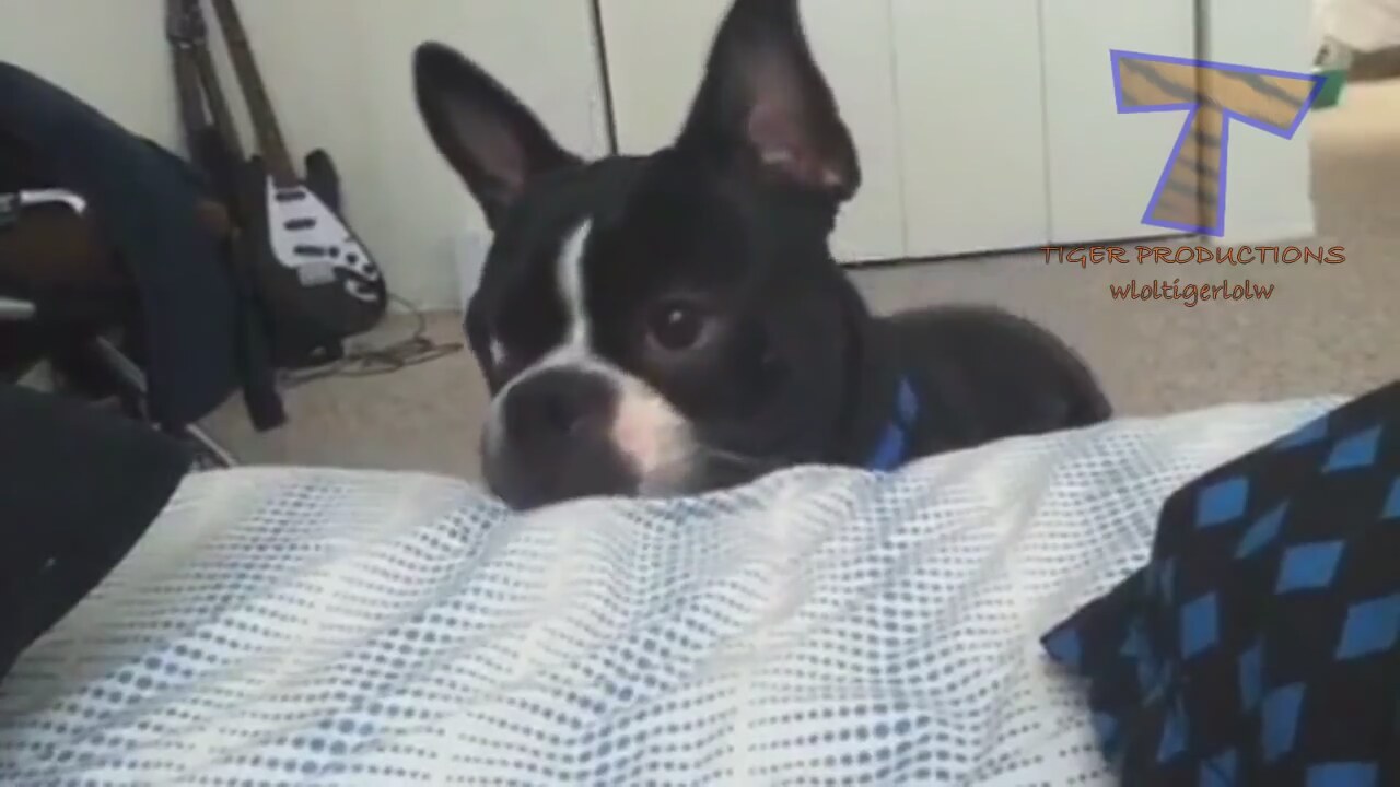 Bir köpek bir köpek tarafından ısırılırsa, ne yapmalıyım İlaçların kullanımı ve tedavi özellikleri Bir köpek bir köpek tarafından ısırılırsa, ne yapmalıyım İlaçların kullanımı ve tedavi özellikleri