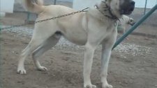 Agresif ROBOT, Sivas kangal köpekleri.