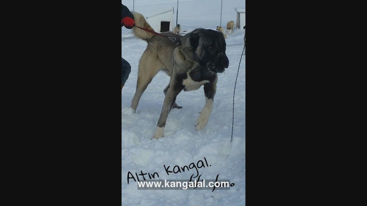 Bir köpek bir köpek tarafından ısırılırsa, ne yapmalıyım İlaçların kullanımı ve tedavi özellikleri Bir köpek bir köpek tarafından ısırılırsa, ne yapmalıyım İlaçların kullanımı ve tedavi özellikleri