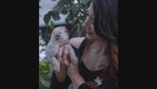 Satılık Pug Mops Yavruları