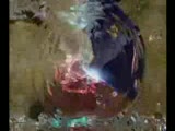 Cabal Online