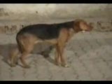 Köpek Ankara Havasını Cok Sevmiş