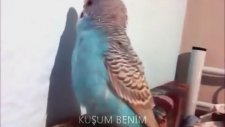 Dünyanın En Net Konuşan Muhabbet Kuşu