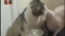 Kediden Sapık Köpeğe Kombine Yumruklar