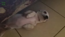 Suçlu Hisseden Komik Köpekler