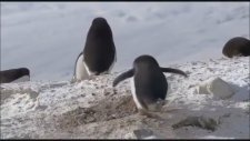 Hırsızlık Yapan Penguen