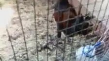 Öterken Düşen Denizli Horozu