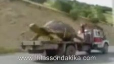 Bingöl'de Bulunan 6 Tonluk Dev Kaplumbağa