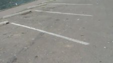 Çılgın Kazların Harikulade İşgali