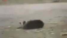 Kavga Ayıran Asayiş Köpek