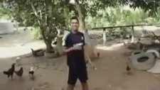 Tavukları Hızaya Getiren Adam
