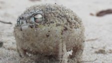 Çöl Yağmuru Kurbağası (Dünyanın En Tatlı Kurbağası)