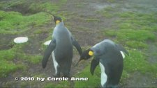 Penguenleri Ürküten Amansız Engel