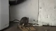 Laglı Fare Kapanı