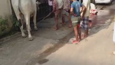 Bokunu Vermek İstemeyen İnek (Hindistan)