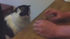 Bul Karayı Al Parayı Oynayan Kedi