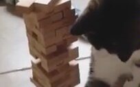 Sahibiyle Karşılıklı Jenga Oynayan Kedi