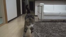 Kutucu Kedi Maru
